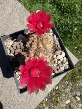 Gymnocalycium baldianum